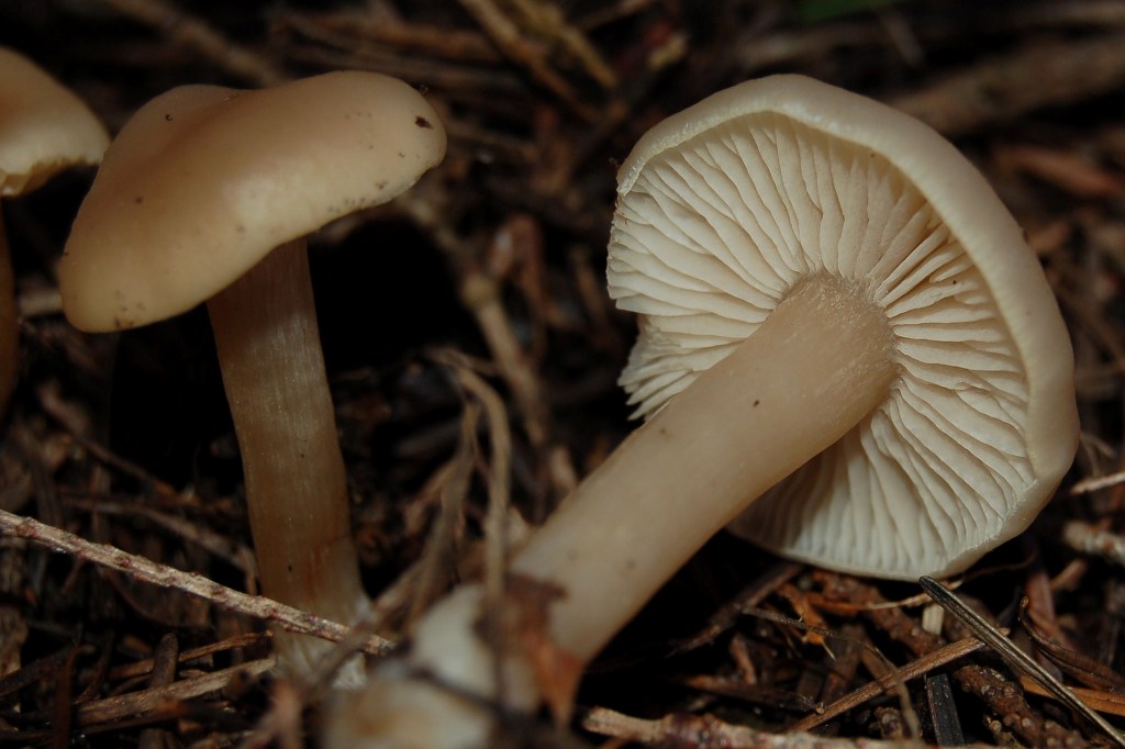 Clitocybe odora???